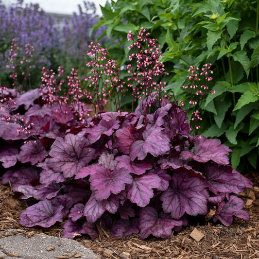 4.5" Heuchera - Coral Bells (Perennial)