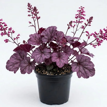4.5" Heuchera - Coral Bells (Perennial)