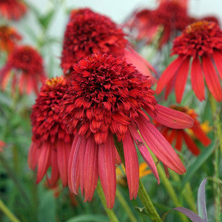 Coneflower