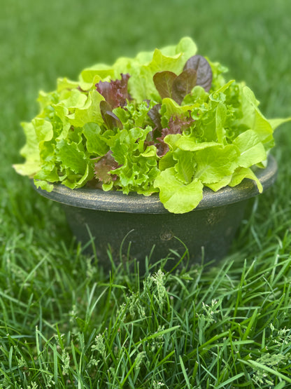12”  Mixed Salad Bowl