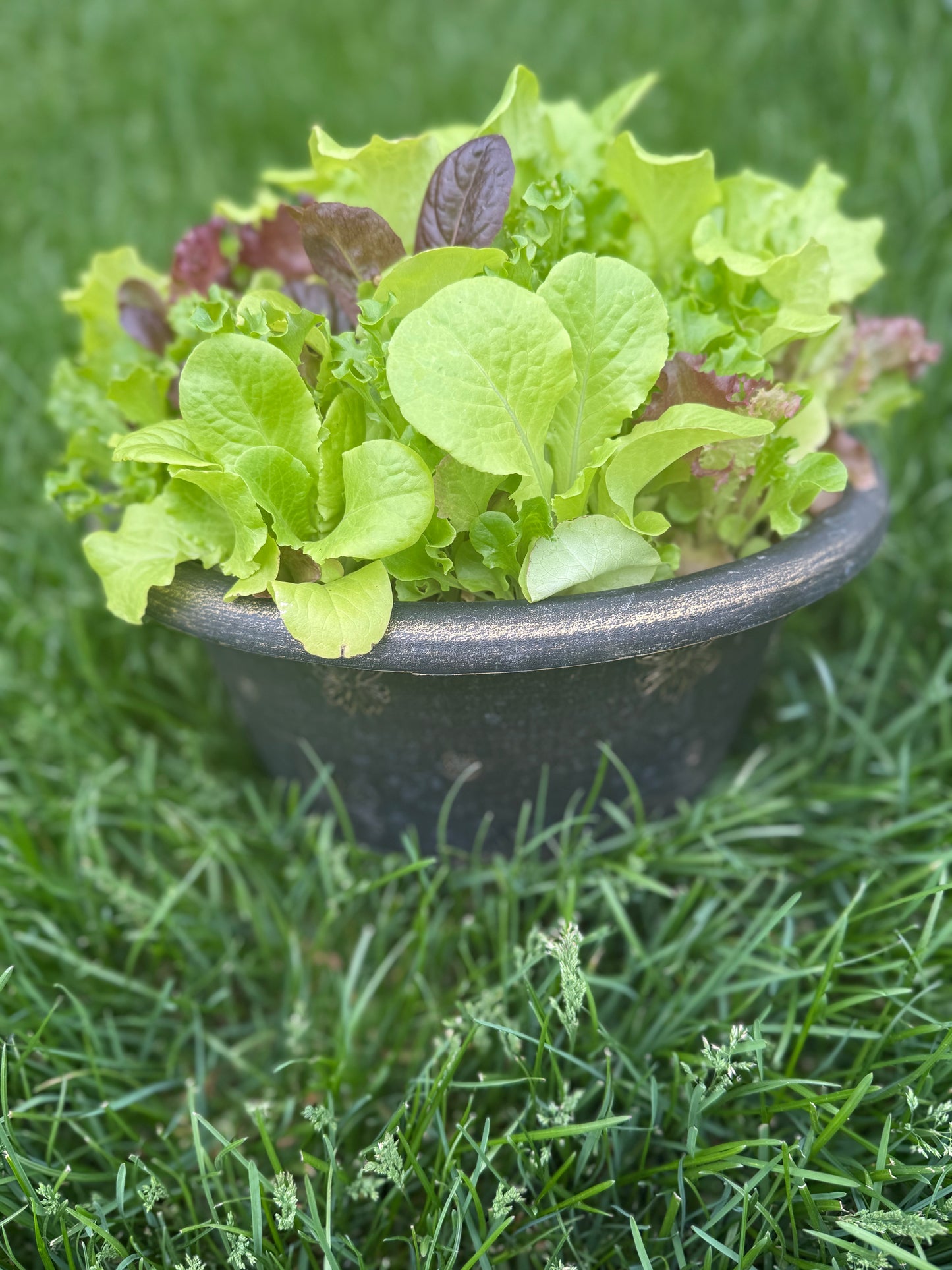 12”  Mixed Salad Bowl
