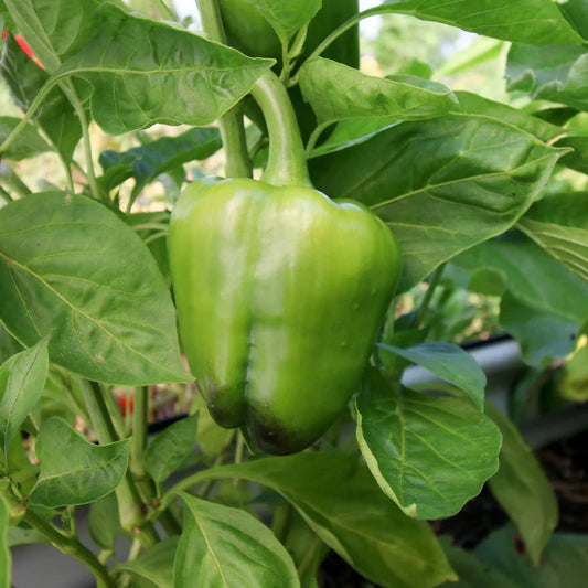 Keystone Giant Bell - Pepper Plant Start - 4.33" Pot