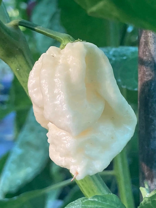 Kre'mNine -  Pepper Plant Start - 4.33" Pot