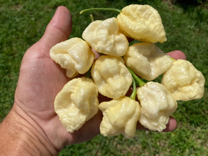 Kre'mNine -  Pepper Plant Start - 4.33" Pot