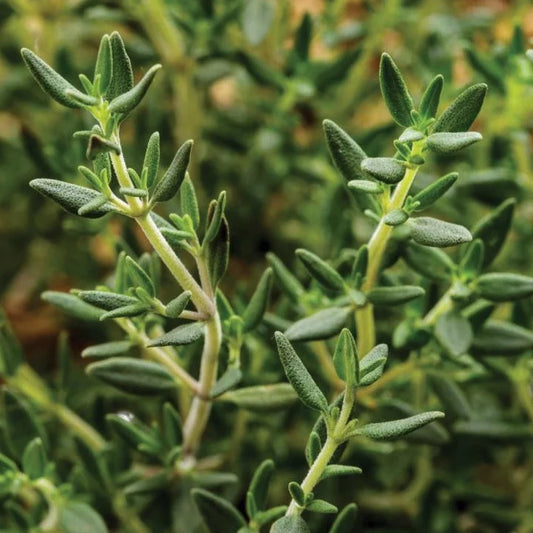 MIgardener Common English Thyme Seed Packet