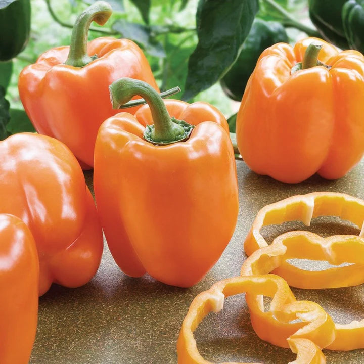 MIgardener Coral Bell Pepper Seed Packet