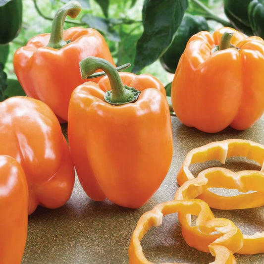 MIgardener Coral Bell Pepper Seed Packet