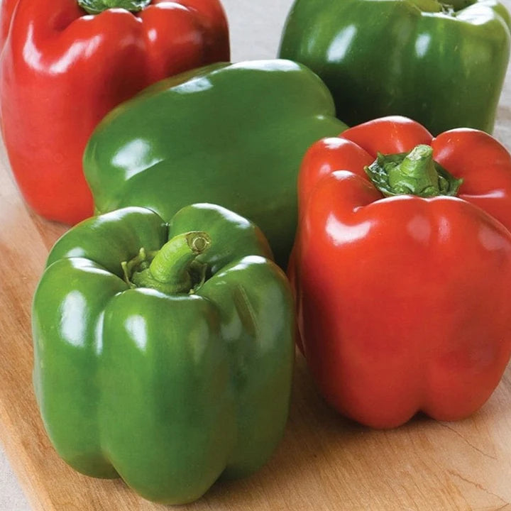 MIgardener Keystone Giant Bell Pepper Seed Packet