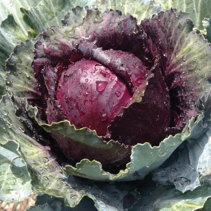 MIgardener Red Acre Cabbage Seed Packet