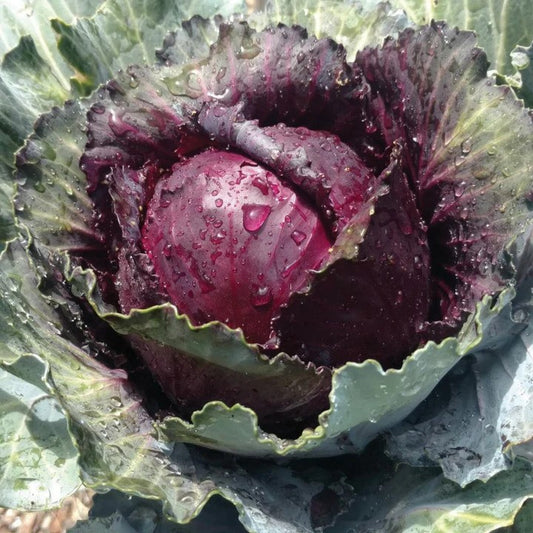 MIgardener Red Acre Cabbage Seed Packet
