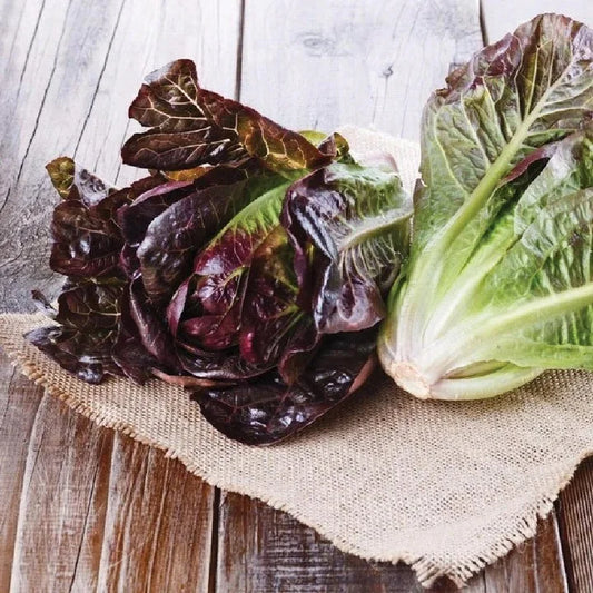 MIgardener Red Romaine Seed Packet