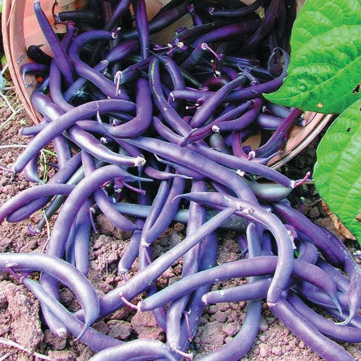 Royal Burgundy Bush Bean