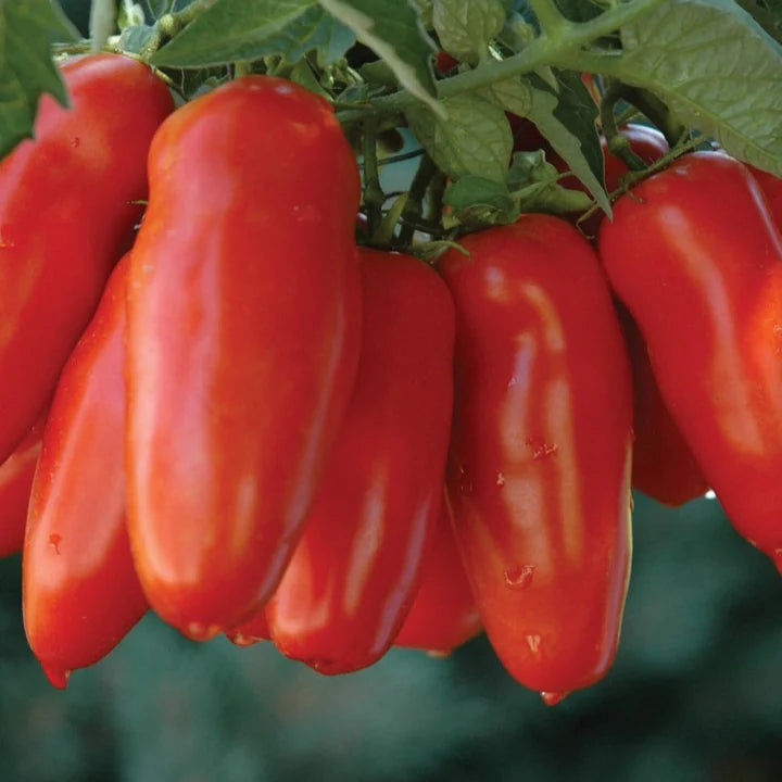 MIgardener San Marzano Tomato Seed Packet