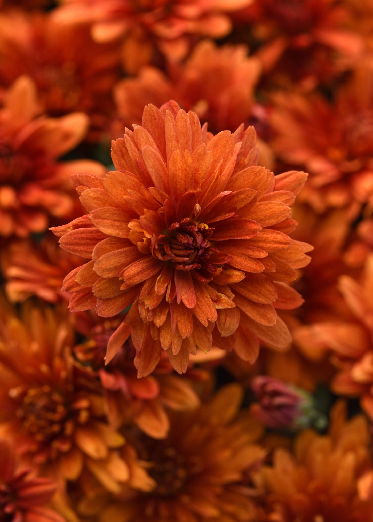 Garden Mum - 8" Pot