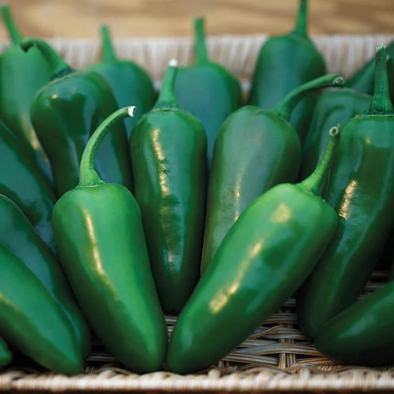 Jalapeno - Megatron - Pepper Plant Start - 4.33" Pot