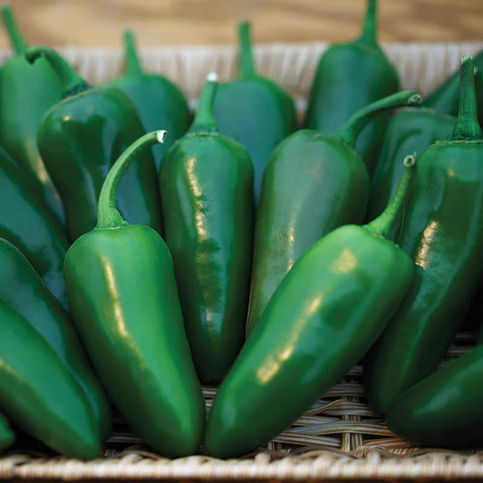 Jalapeno - Megatron - Pepper Plant Start - 4.33" Pot