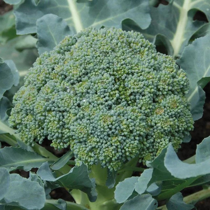 MIgardener Broccoli Calabrese Seed Packet