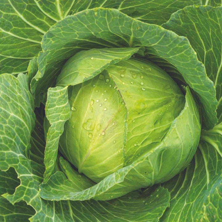 MIgardener Golden Acre Cabbage Seed Packet