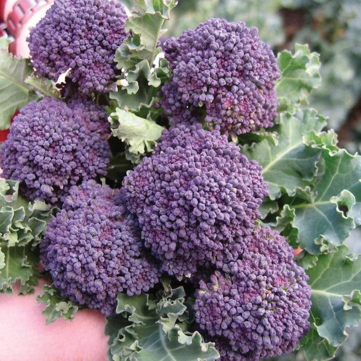 MIgardener Purple Sprouting Broccoli Seed Packet