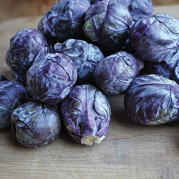 MIgardener Red Bull Brussel Sprout Seed Packet