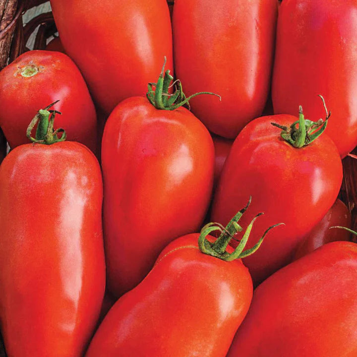 MIgardener Roma Tomato Seed Packet
