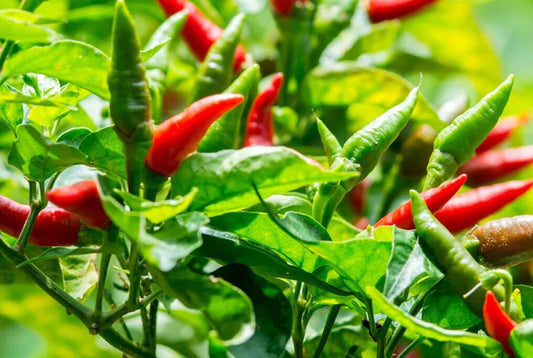 Tabasco Pepper Seed Pack