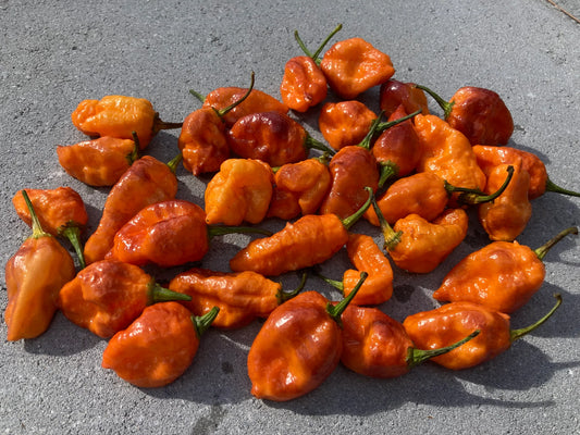 Orange Sharknado Blushed -  Pepper Plant Start - 4.33" Pot