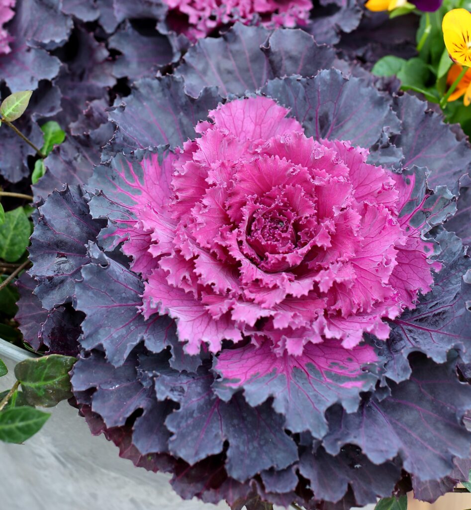 Ornamental Cabbage - Osaka Red