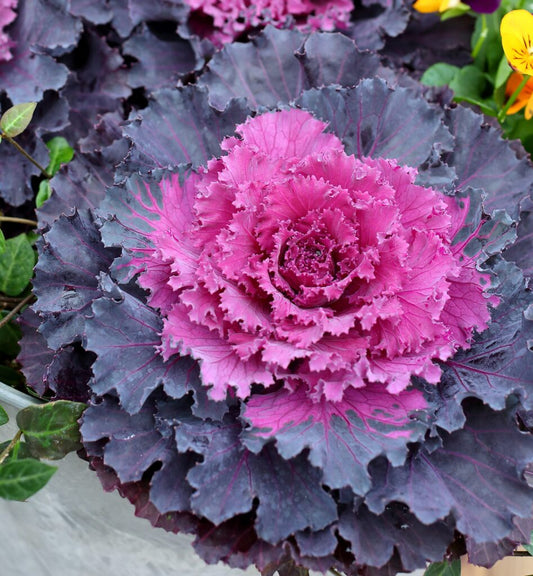 Ornamental Cabbage - Osaka Red