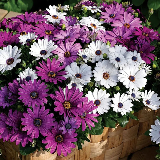 Osteospermum (African Daisy)