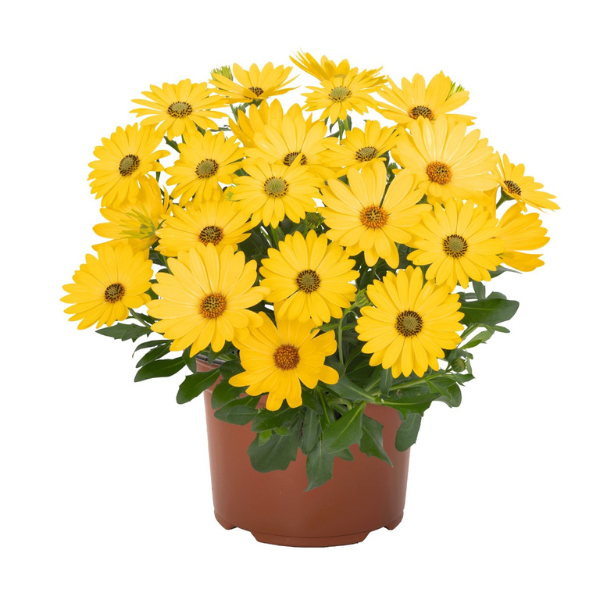 Osteospermum (African Daisy)