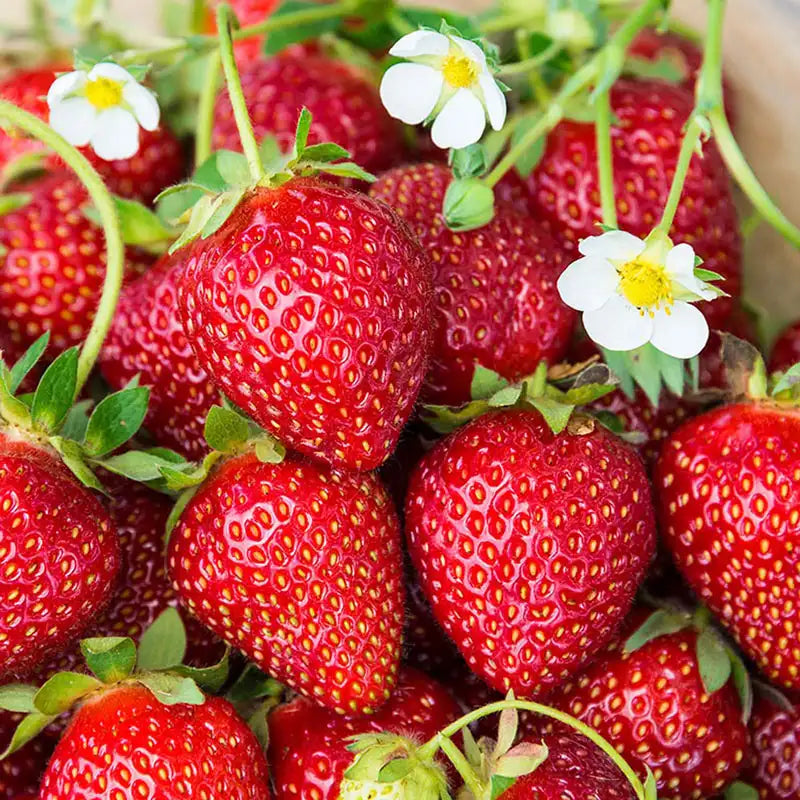 Strawberry - Ozark Beauty - Everbearing - 4.33 Pot