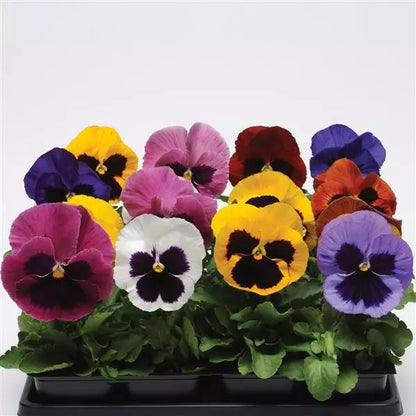Pansy - Matrix - Mounding