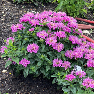 Beebalm