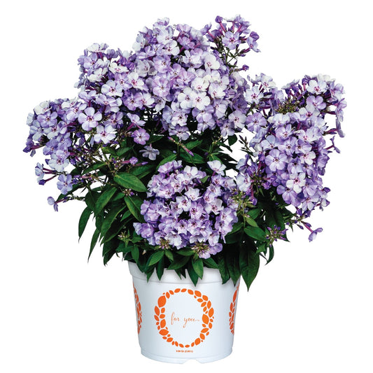 Phlox Flame - Blue Ice