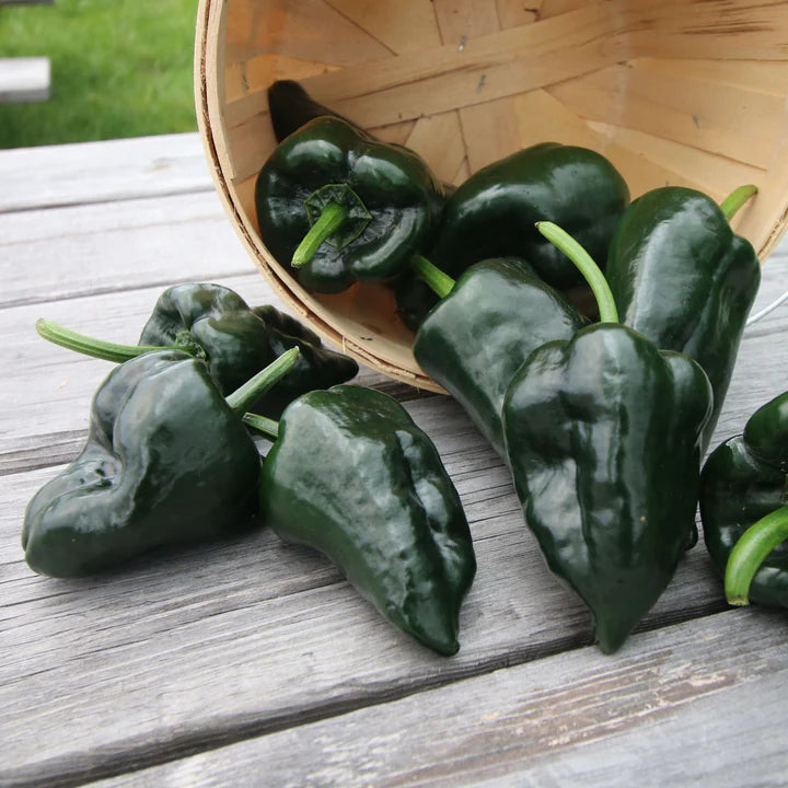 Ancho Grande Poblano - Pepper Plant Start - 4.33" Pot
