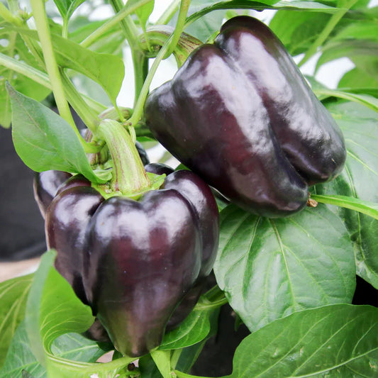 Purple Beauty - Pepper Plant Start - 4.33" Pot