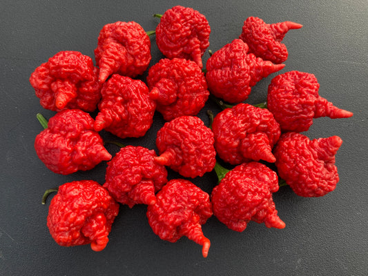 RB003 -  Pepper Plant Start - 4.33" Pot