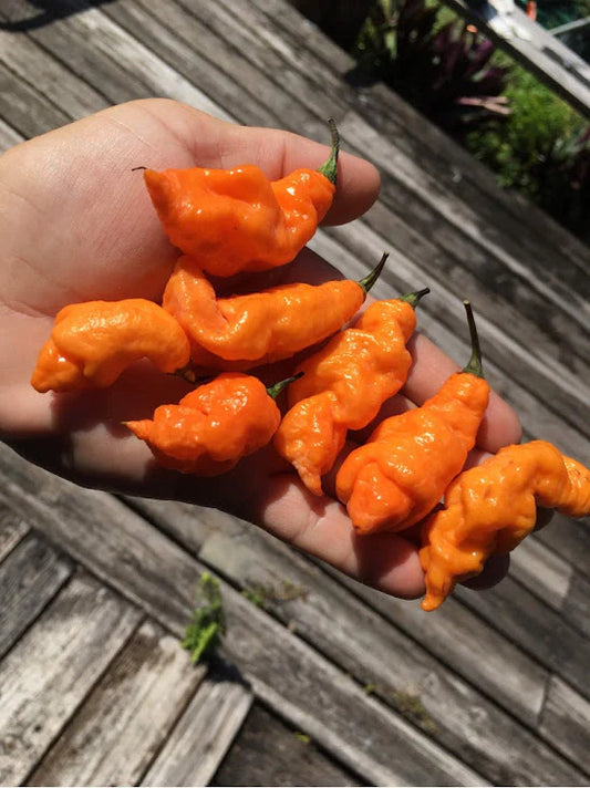 REPOSESSION -  Pepper Plant Start - 4.33" Pot