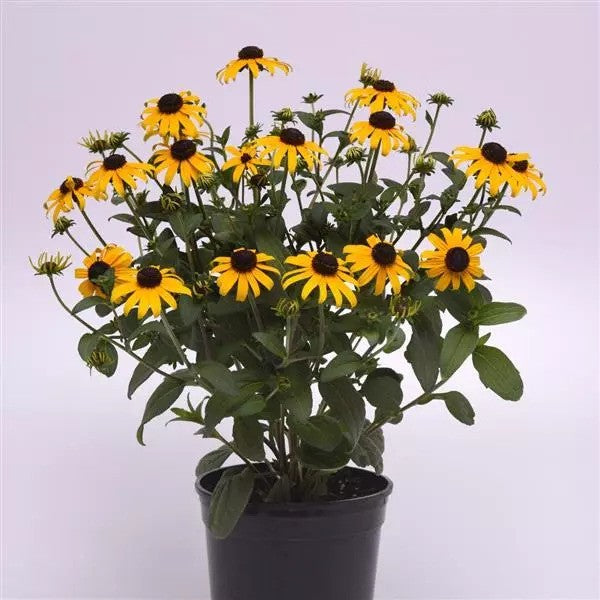 Rudabeckia