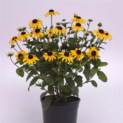 Rudabeckia