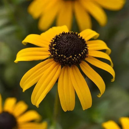 Rudabeckia