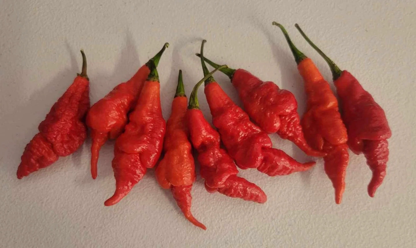 SRTSL Scorpion -  Pepper Plant Start - 4.33" Pot
