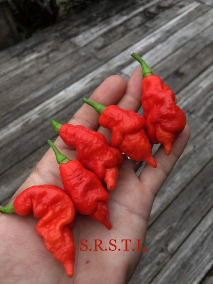 SRTSL Scorpion -  Pepper Plant Start - 4.33" Pot