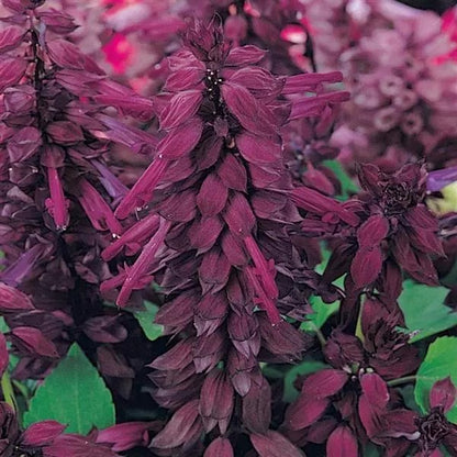 Salvia Vista (Scarlet Sage)