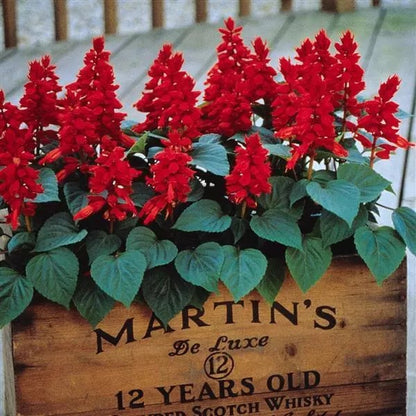 Salvia Vista (Scarlet Sage)