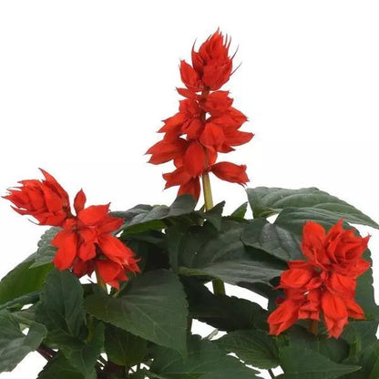 Salvia Vista (Scarlet Sage)