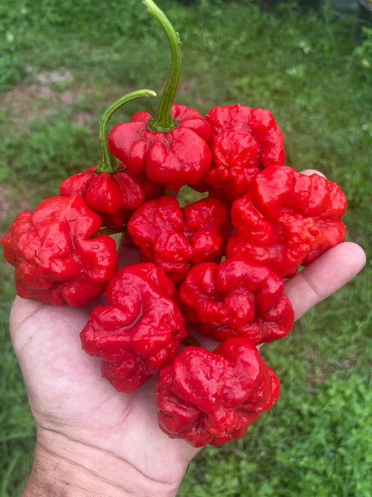 Scotch Bonnet - Foodorama Red - Pepper Plant Start - 4.33" Pot