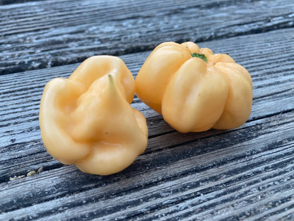 Scotch Bonnet - Pink -  Pepper Plant Start - 4.33" Pot