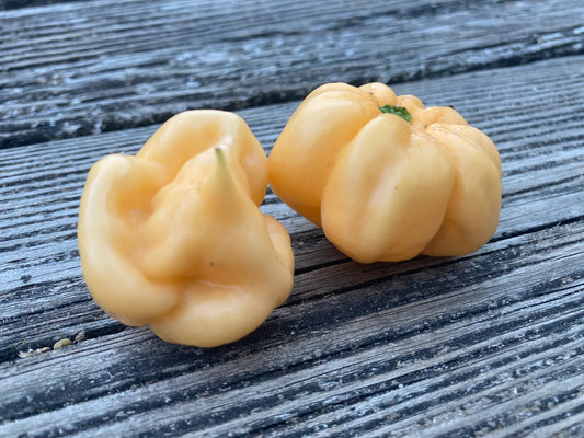 Scotch Bonnet - Pink -  Pepper Plant Start - 4.33" Pot